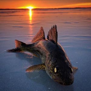 Meet your Posher, Todd